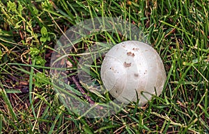 Giant Golovach Latin Calvatia gigantea is a species of fungi from the genus Golovach. Bovista