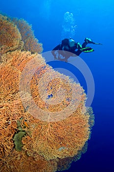 Giant Gorgonian, Red Sea, Egypt