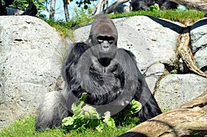 Giant gorilla having lunch at San Diego zoo