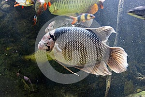 The giant gourami fish swiming, in a fish tank