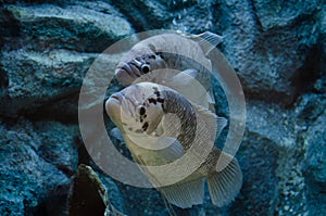 giant gourami or Osphronemus goramy in aquarium