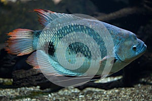 Giant gourami Osphronemus goramy.