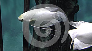 Giant gourami Osphronemus goramy, in natural habitation