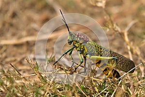 Giant grass hopper