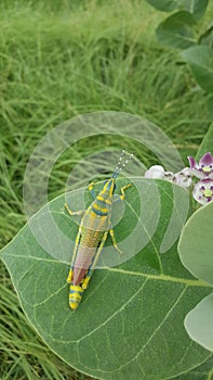 Giant grass hopper