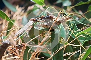 Giant grasshopper