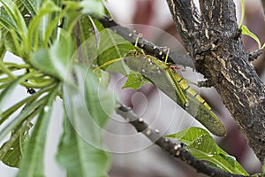 Giant grasshopper hanging on branch.