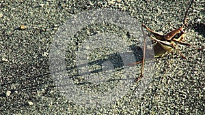 Giant grasshopper are on the seashore sand
