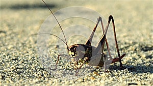 Giant grasshopper are on the seashore sand