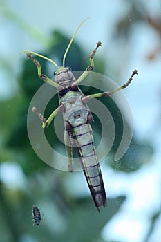 Giant grasshopper (Tropidacris collaris).