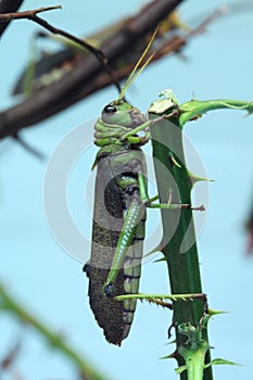 Giant grasshopper (Tropidacris collaris).