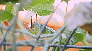 Giant gray bird grasshopper climbs slowly over cantaloupe vine as trellis shakes.