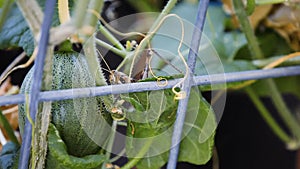 Giant gray bird grasshopper hides behind a baby cantaloupe