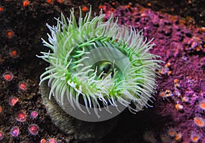 Giant Green Anemone or ( Anthopleura sp.) in a marine aquarium