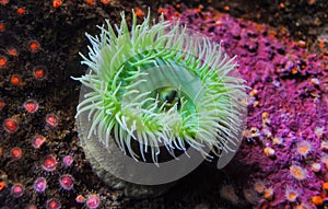 Giant Green Anemone or ( Anthopleura sp.) in a marine aquarium