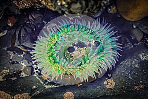 Giant green anemone in a tide pool at Fitzgerald Marine Reserve in Northern California, Bay Area south of San Francisco