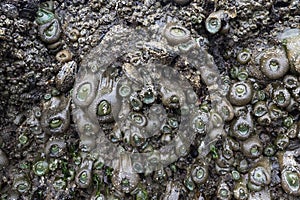 Giant green anemones on Cannon beach