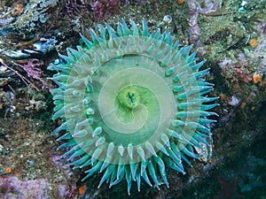 Giant Green Anenome