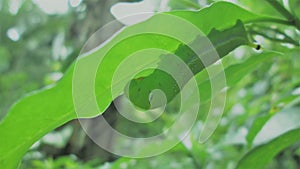 a giant green color caterpillar eating a leaF.