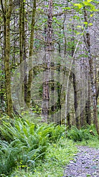 giant green fern just off gravel path