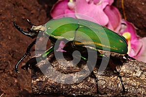 Giant green flower beetle