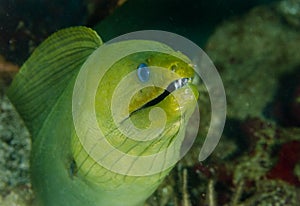 Giant Green Moray Eel