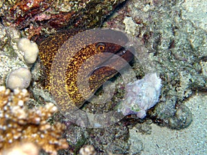 Giant Green Moray eel Red Sea