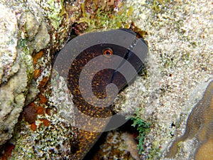 Giant Green Moray eel Red Sea