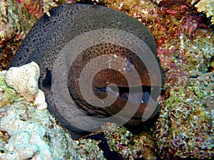 Giant Green Moray eel Red Sea