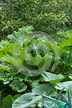 Giant green Rhubarb leaves in organic vegetable garden