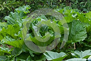 Giant green Rhubarb leaves in organic vegetable garden