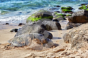 Giant green sea turtle at Laniakea beach, Hawaii