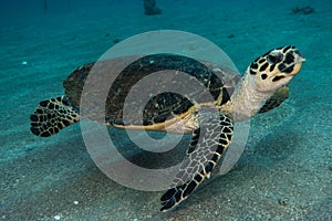 Giant Green Sea Turtles in the Red Sea a.e