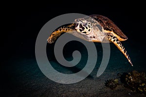 Giant Green Sea Turtles in the Red Sea, eilat israel a.e