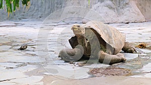 Giant grey tortoise looking at visitors in zoo Galapagos tortoise walking