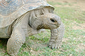 Giant grey tortoise, Mauricius