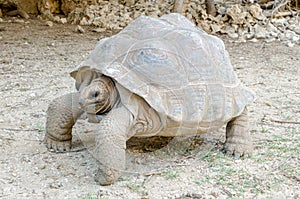 Giant grey tortoise, Mauricius photo