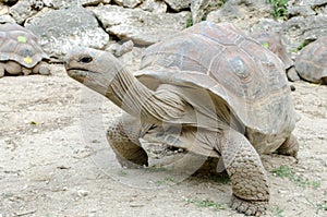 Giant grey tortoise, Mauricius photo