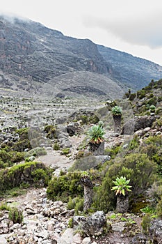 Giant Groundsel Dendrosenecio kilimanjari trees line a footpath on Mount Kilimanjaro