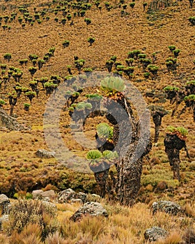 Giant groundsels (Dendrosenecio Keniodendron) at Mount Kenya