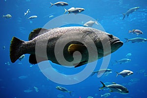 Giant grouper photo