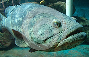 Giant Grouper photo