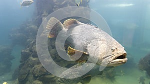 The Giant grouper fish in aquarium