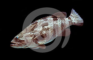 Giant grouper fish on black background