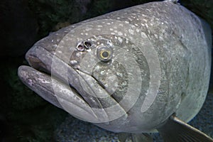 Giant Grouper Fish, portrait, close up