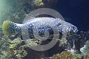Giant grouper
