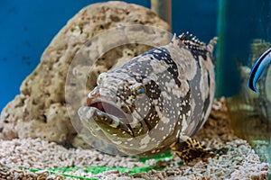 Giant grouper or Queensland grouper in tank.