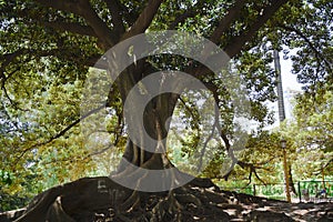 Giant gum tree, ficus elastica, with many roots on the surface on park in Buenos Aires, Argentina. Centenarian tree.