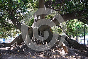 Giant gum tree, ficus elastica, with many roots on the surface on park in Buenos Aires, Argentina. Centenarian tree.