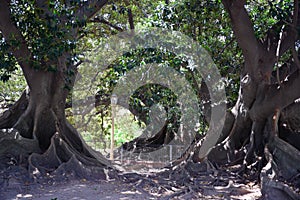 Giant gum trees, ficus elastica, with many roots on the surface on park in Buenos Aires, Argentina. Centenarian trees.